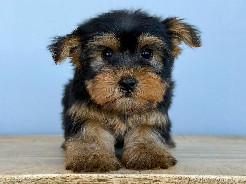 Yorkshire Terrier Puppy