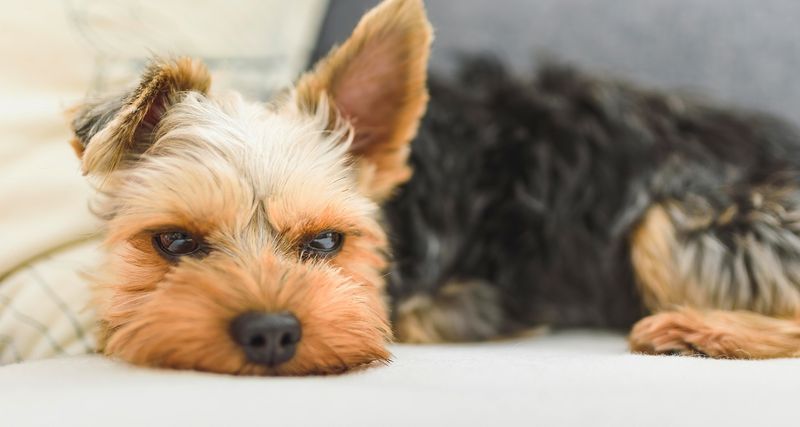 Yorkshire Terrier - Tracheal Collapse