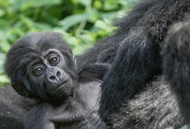 Young Gorillas Are Little Heroes