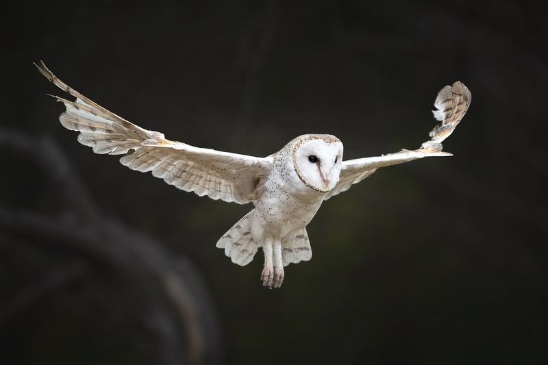 Owl – Silent Flight