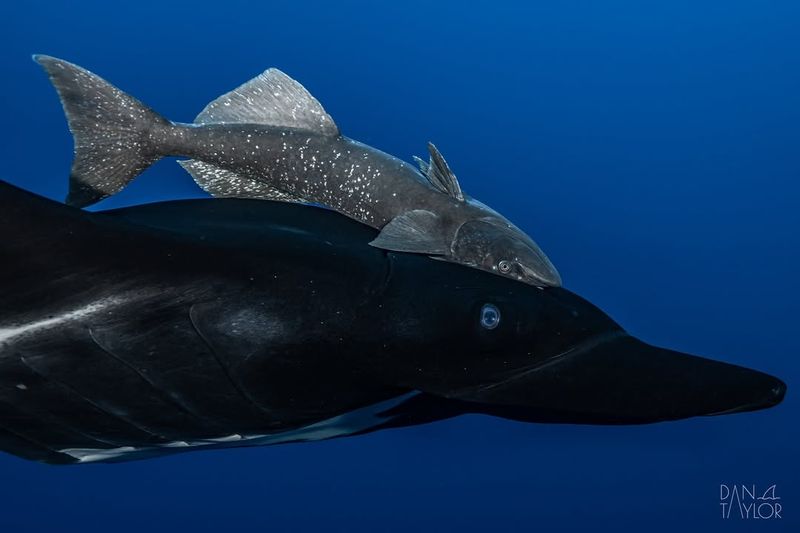 Manta Rays And Remoras