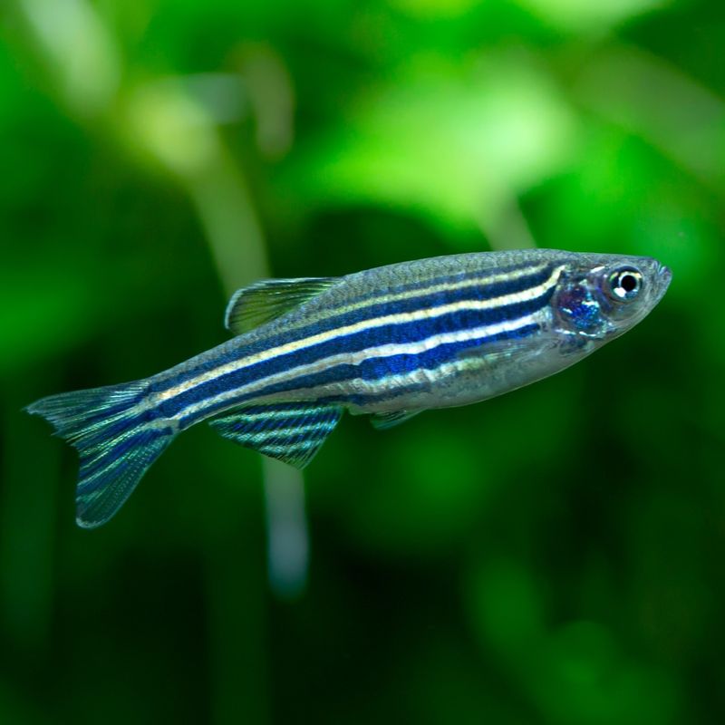 Zebra Danio