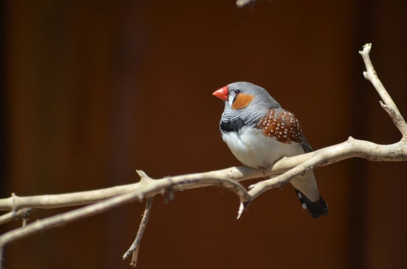 Zebra Finch