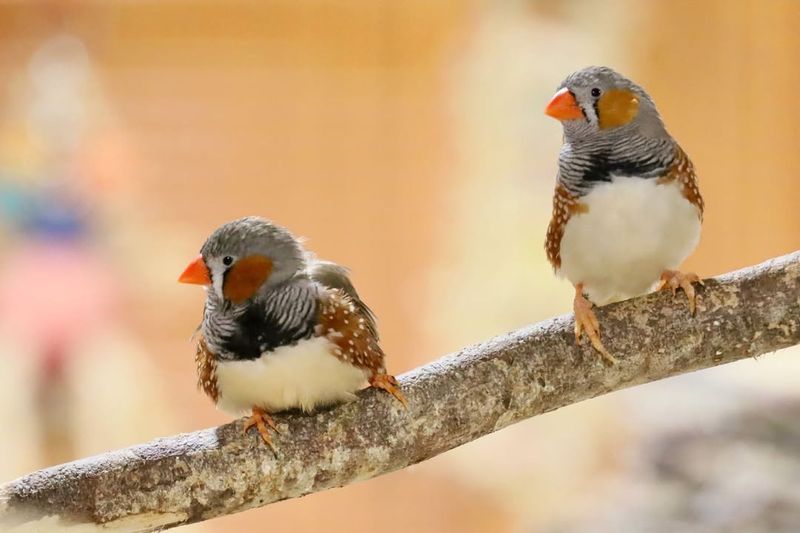 Zebra Finch