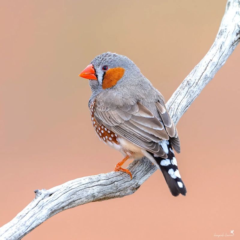 Zebra Finch