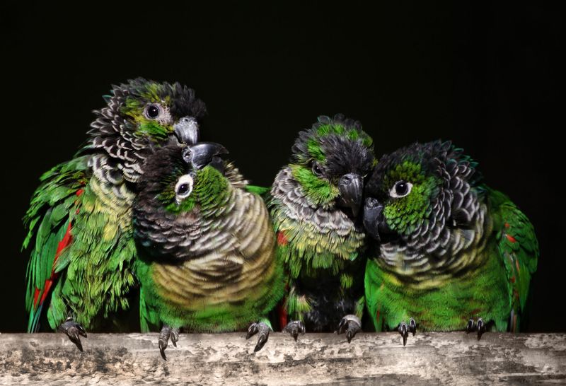 Conures