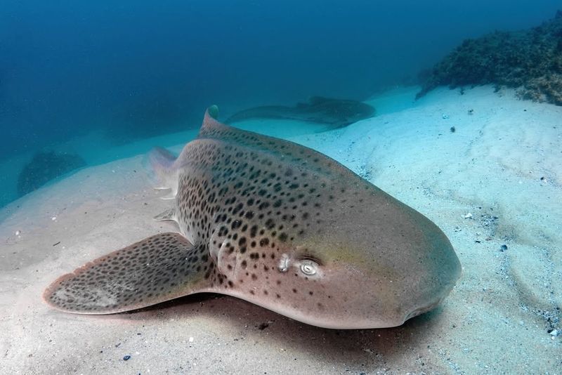 Zebra Shark