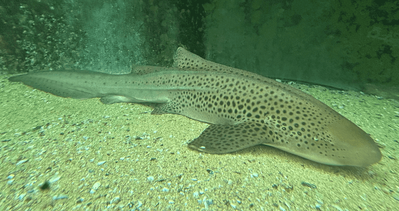 Zebra Shark