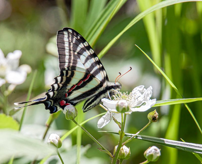 Zebra Swallowtail - Tennessee