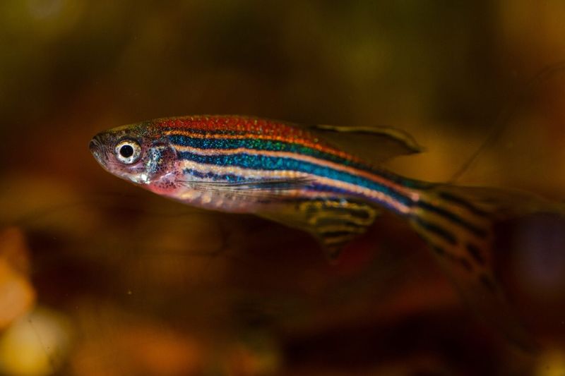 Zebrafish (Danio rerio)