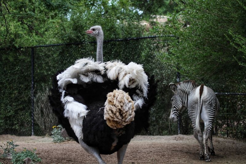 Zebras and Ostriches