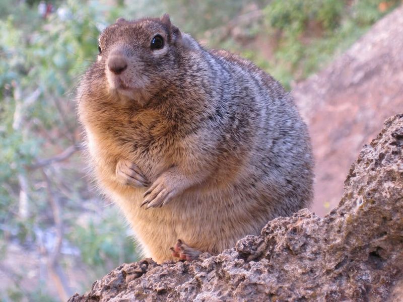 Zion National Park, Utah