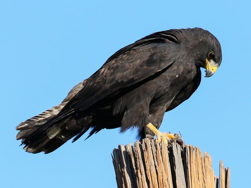 Zone-tailed Hawk