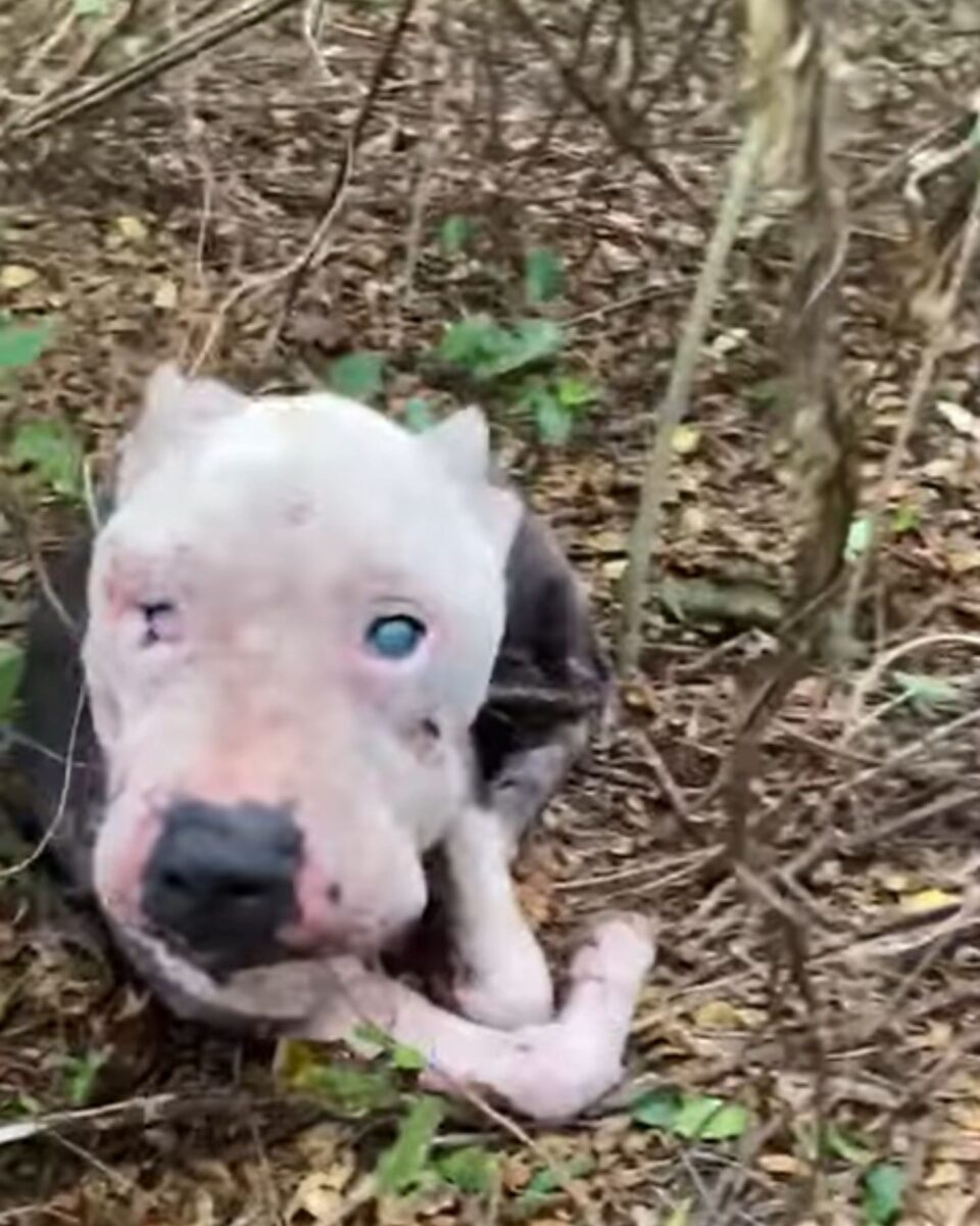 Blind Dog Found Clinging To Life After Being Abandoned In The ...