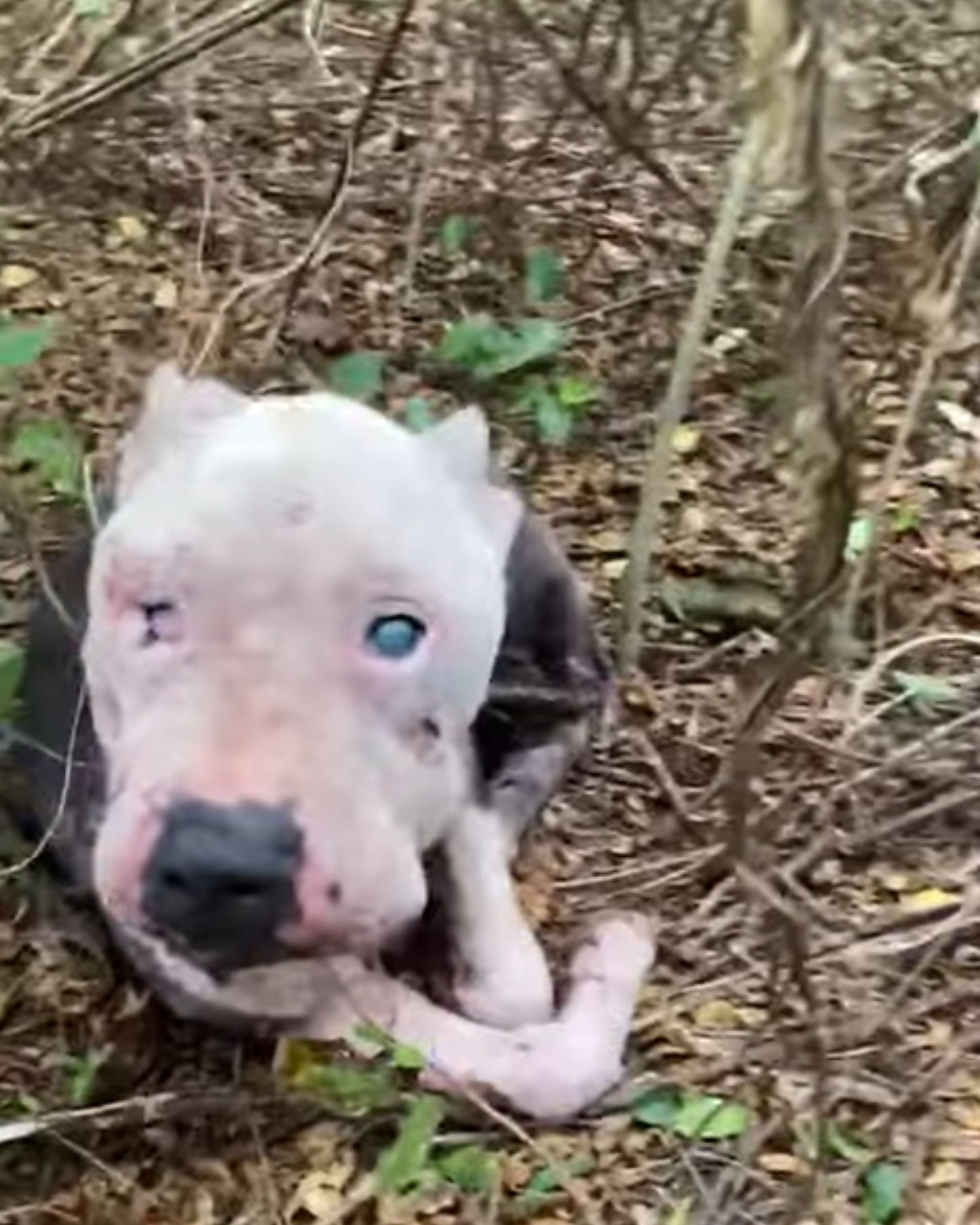 abandoned blind dog