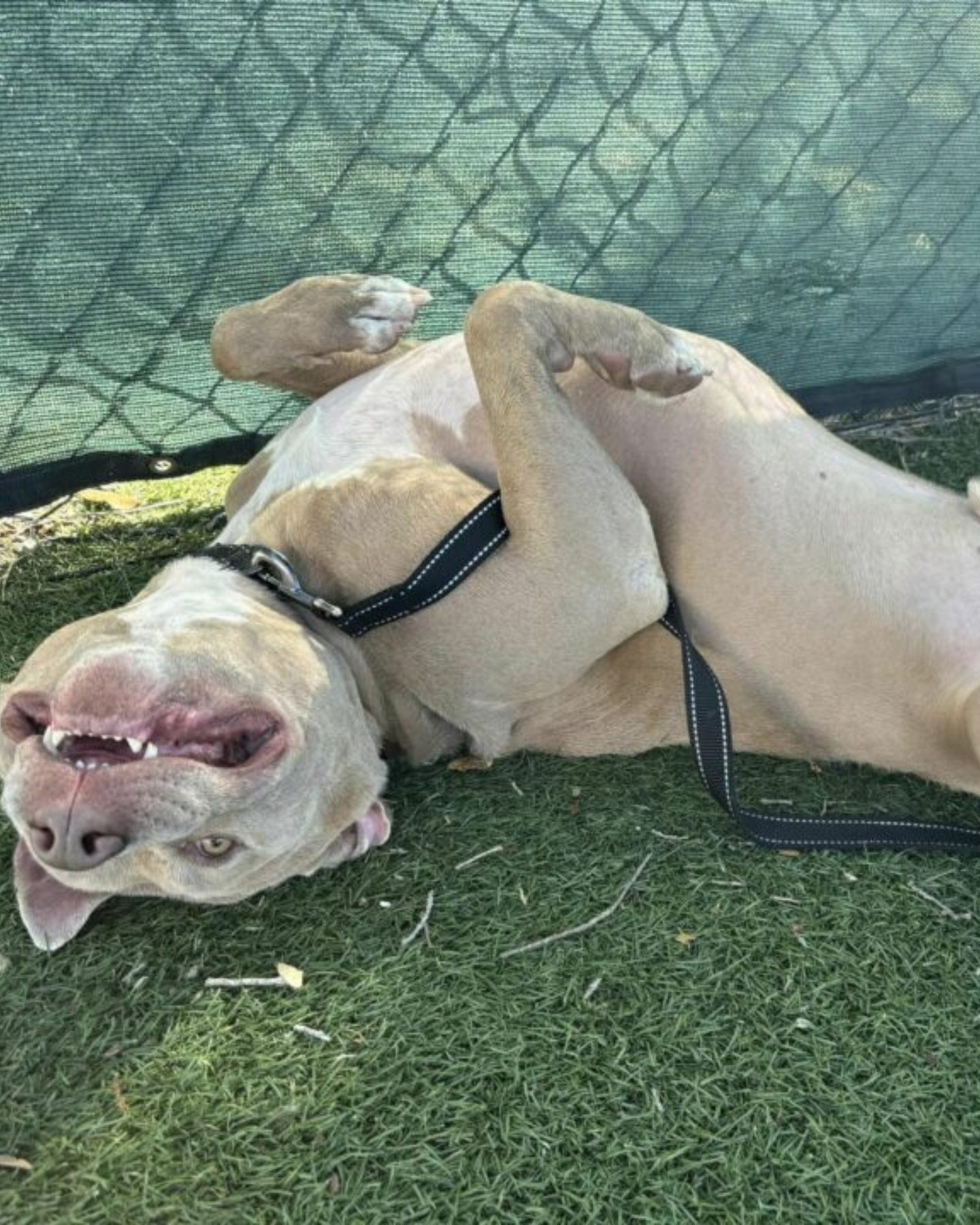 adorable dog laying on the back