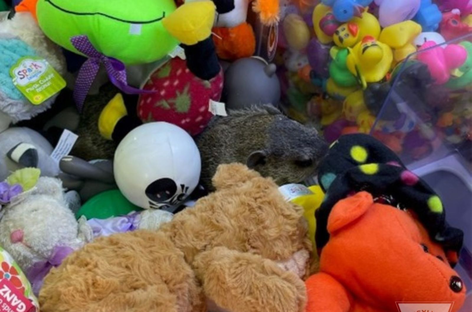 animal in claw machine