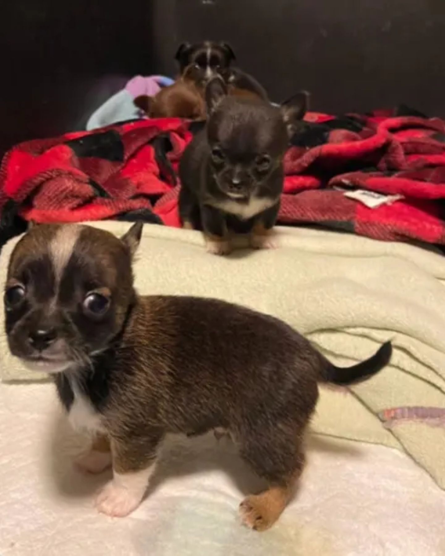 baby chihuahuas