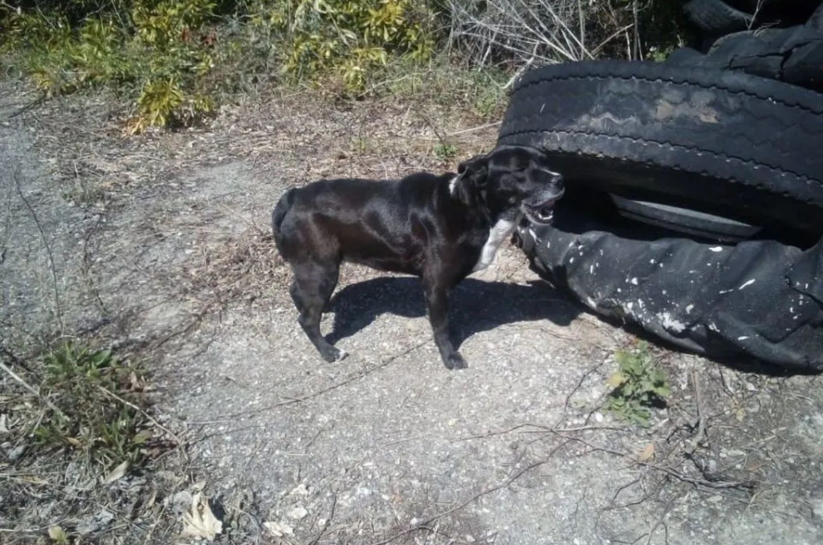 black dog and tires