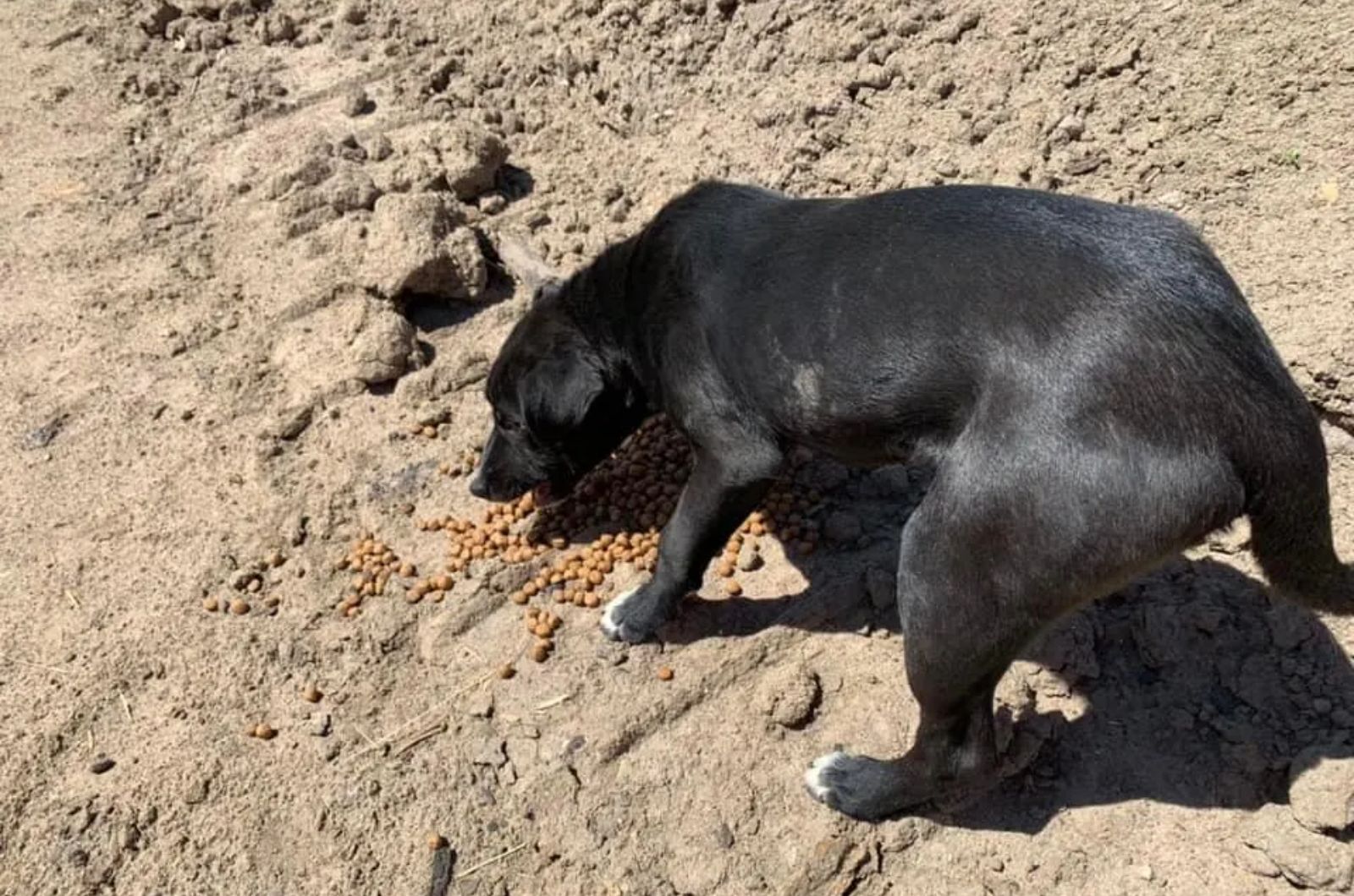 black dog eating