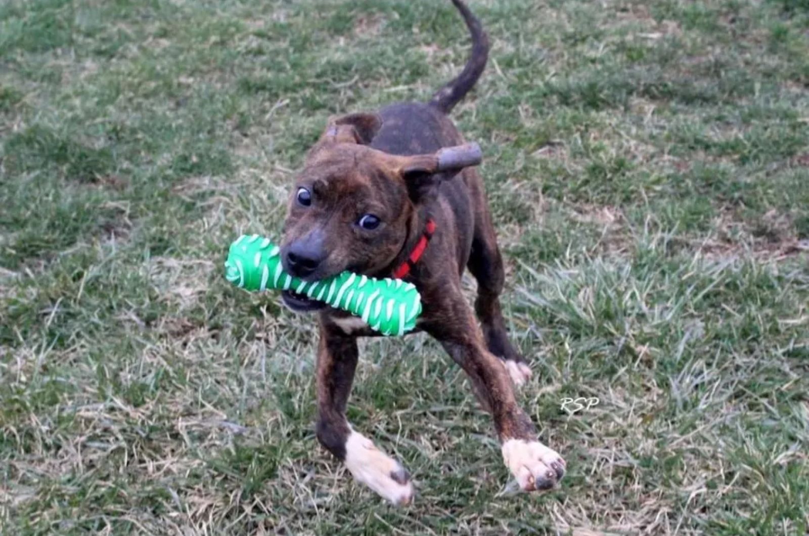 black puppy with toy