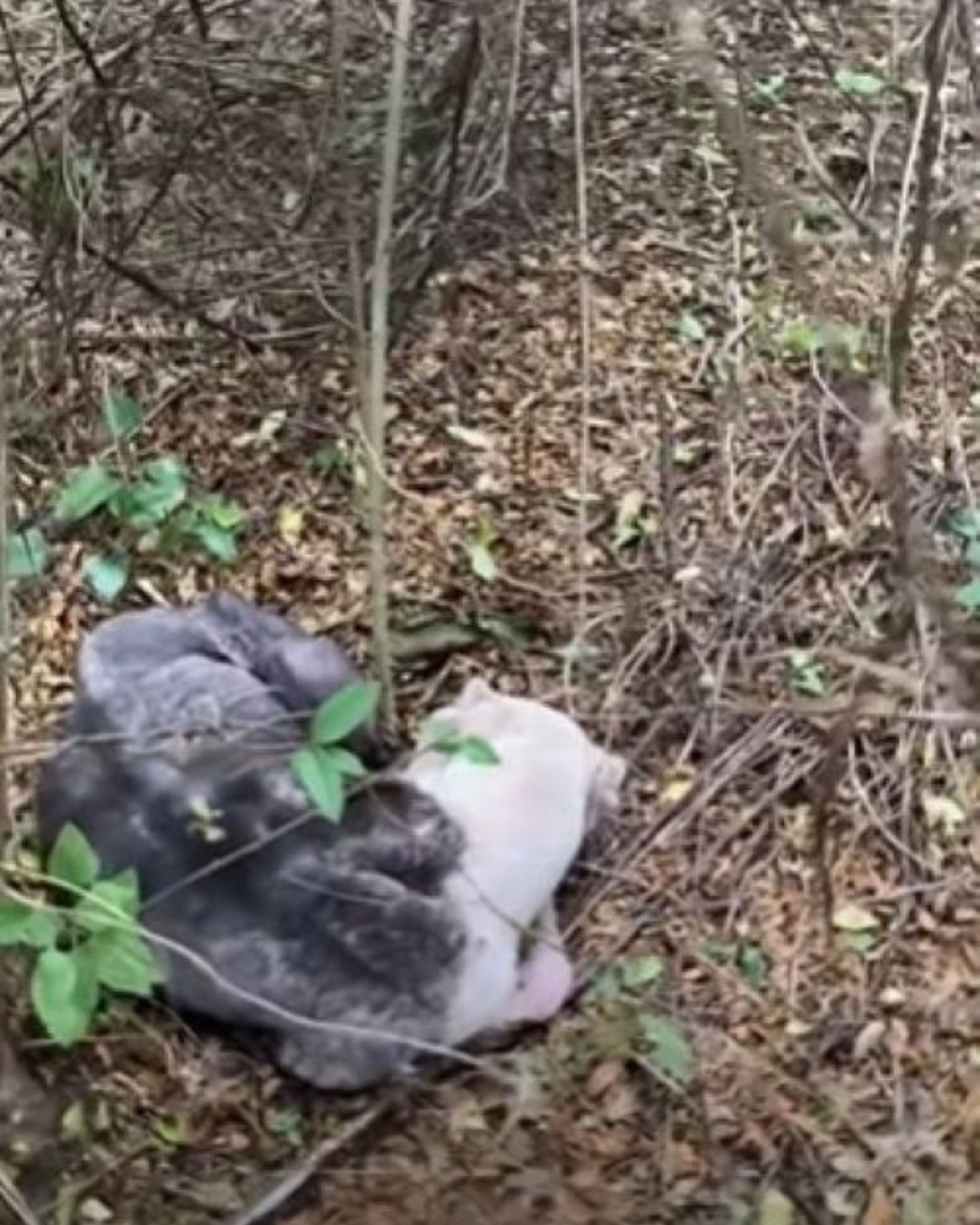 blind dog in forest