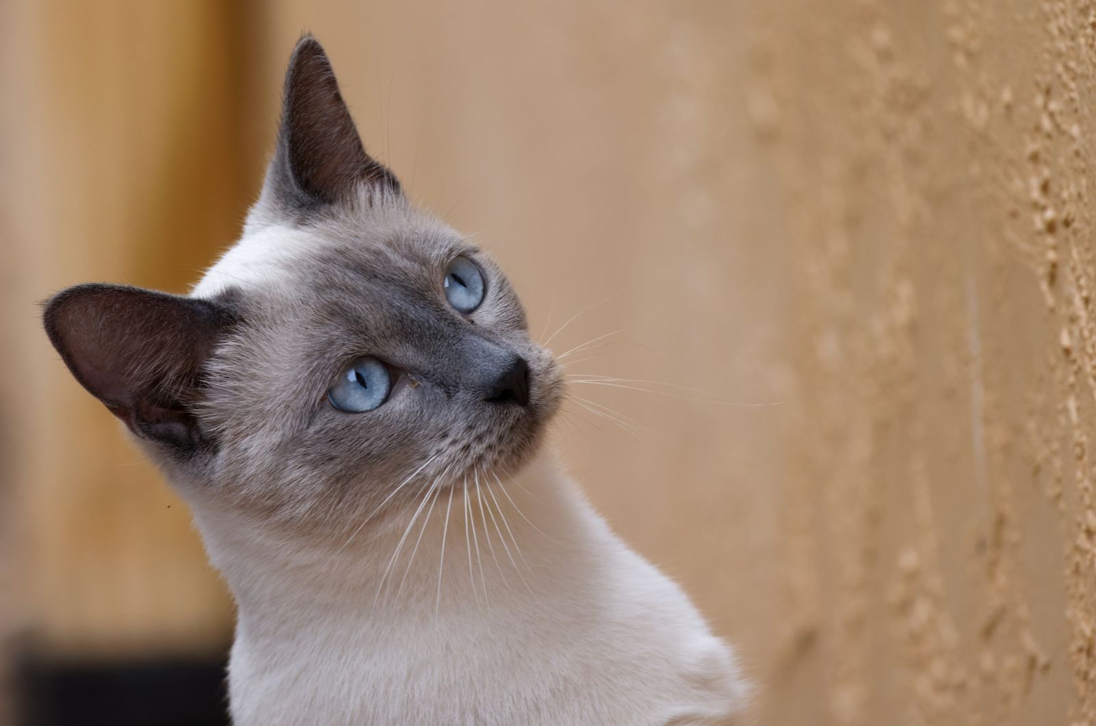 blue point siamese