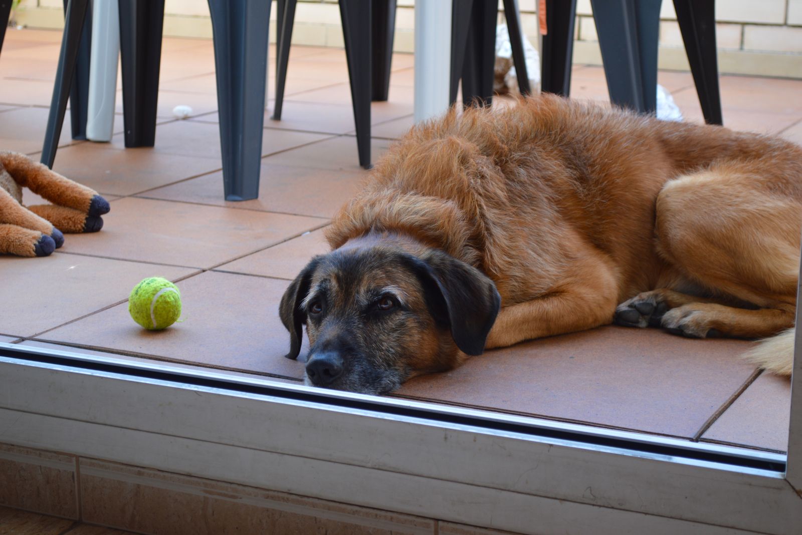 bored dog