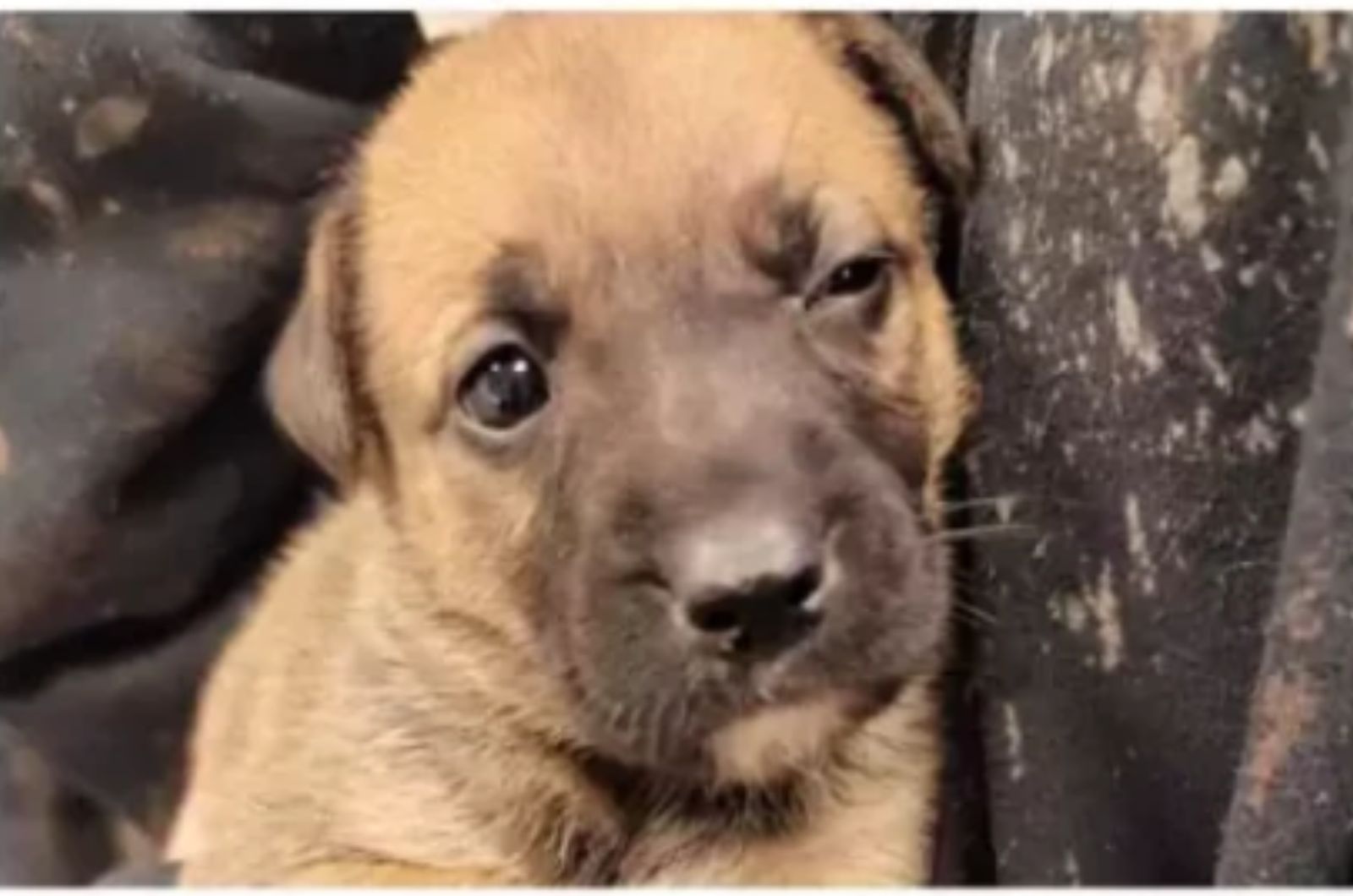 brown puppy