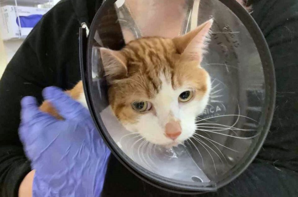 Picture Idea: Portland Vet Discovers Shocking Object Lodged In Cat S Throat