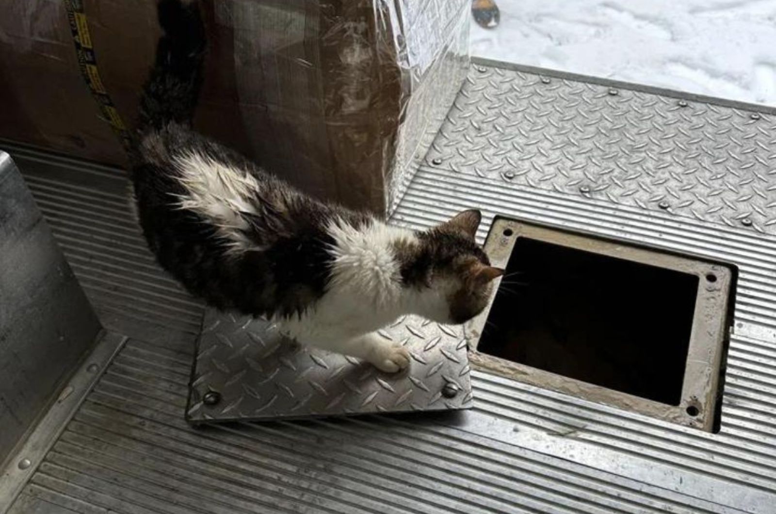 cat in truck