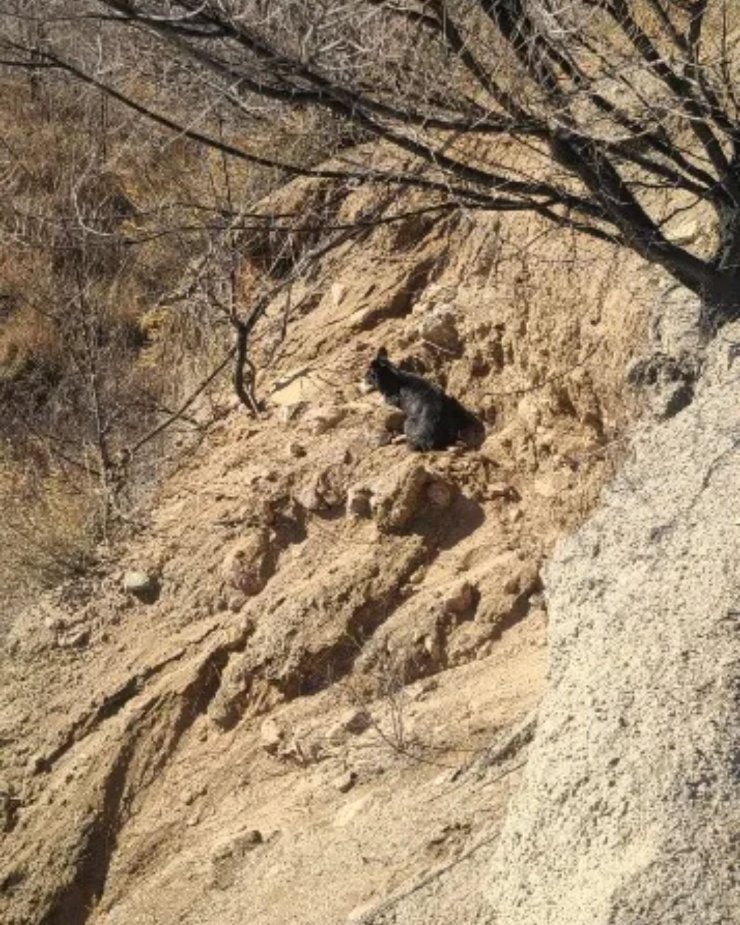 cat on a cliff