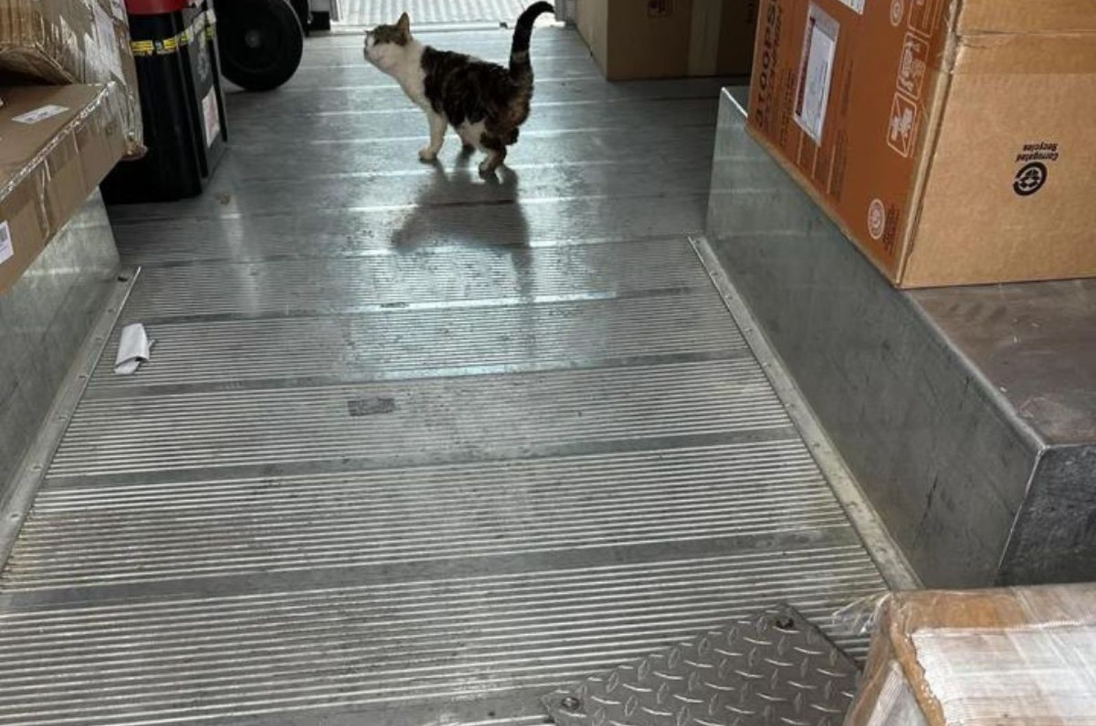 cat walking in a truck