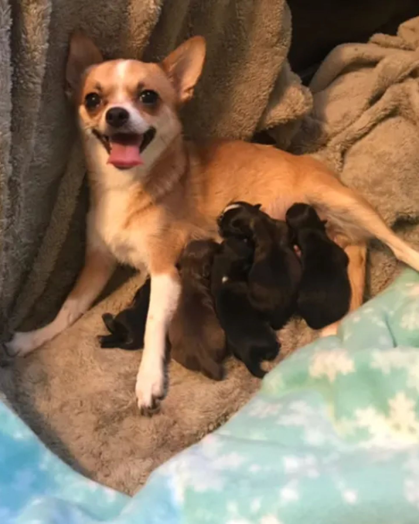 chihuahua and puppies