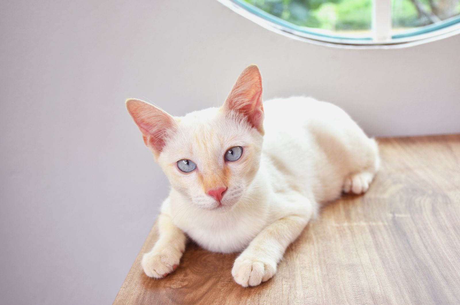 cream point siamese