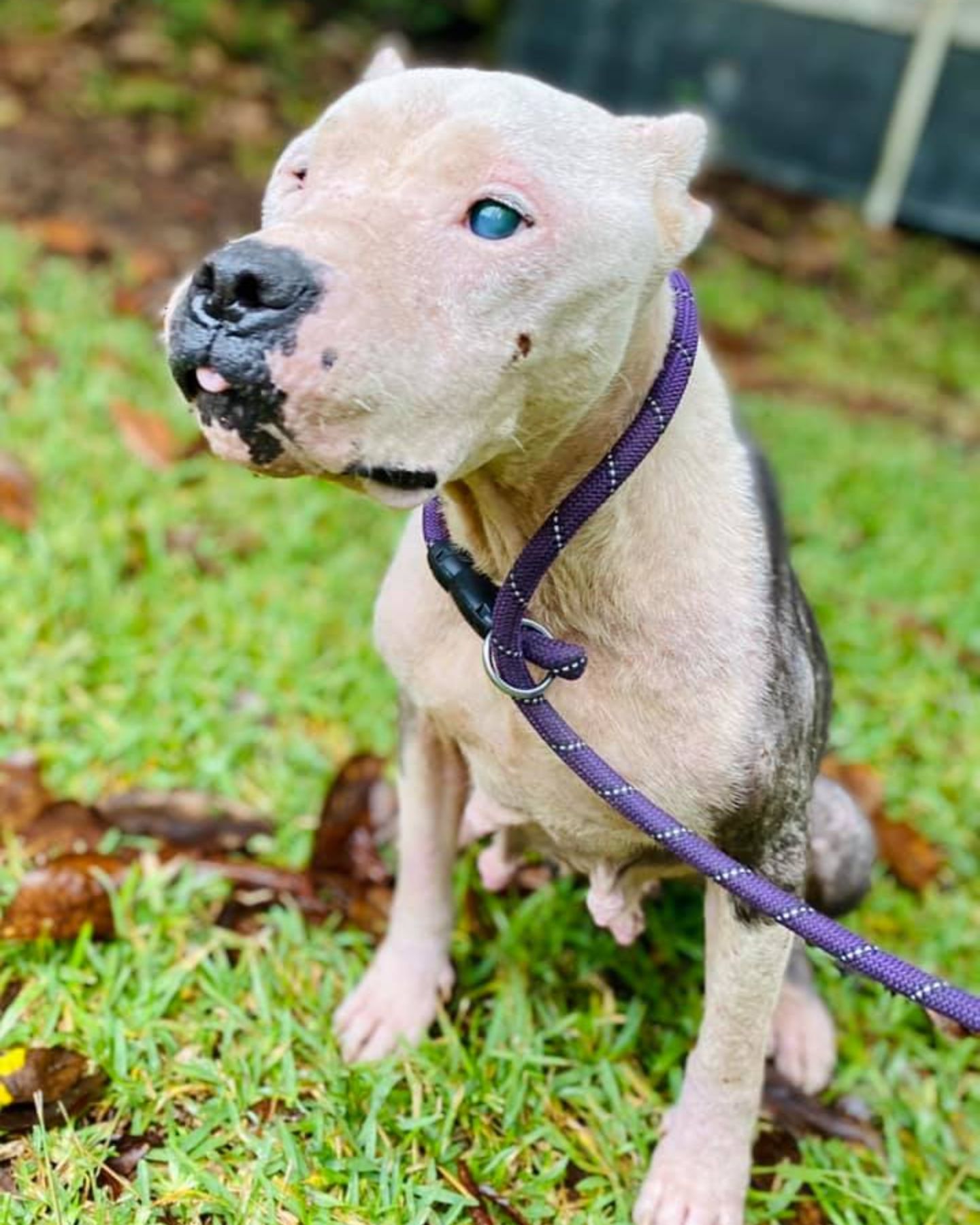 cute blind dog