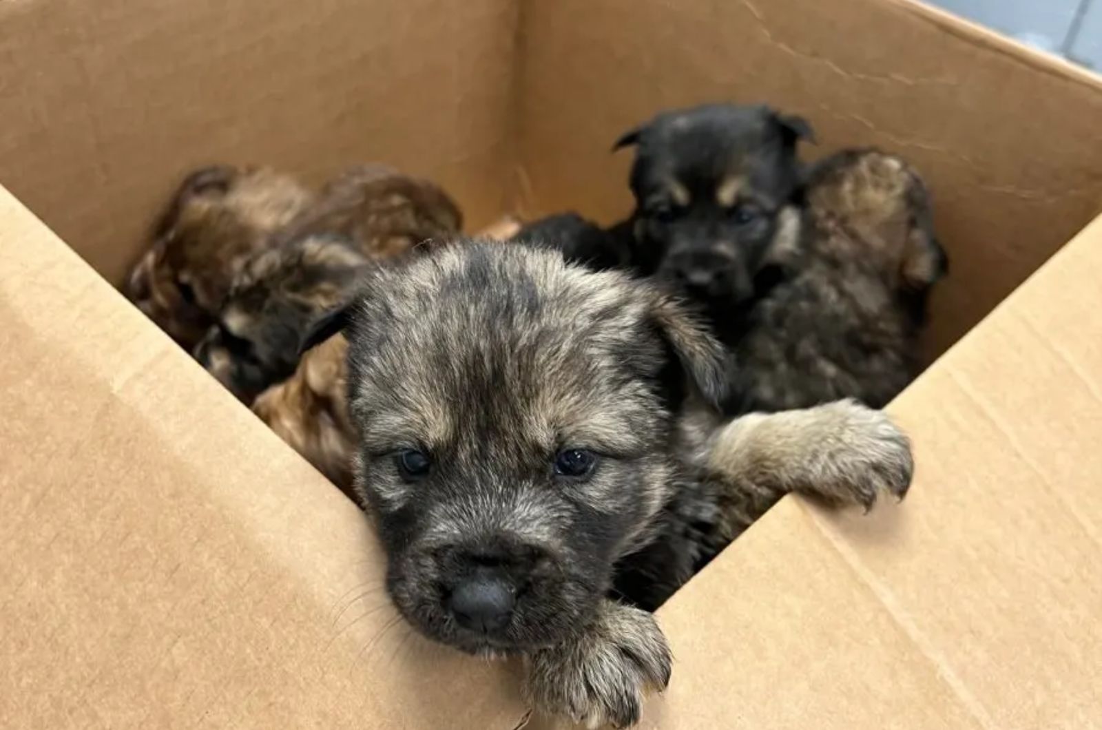 cute puppies in a box