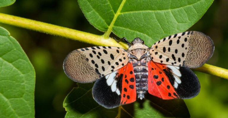 10 Things To Do If You Find A Spotted Lanternfly In Your Yard
