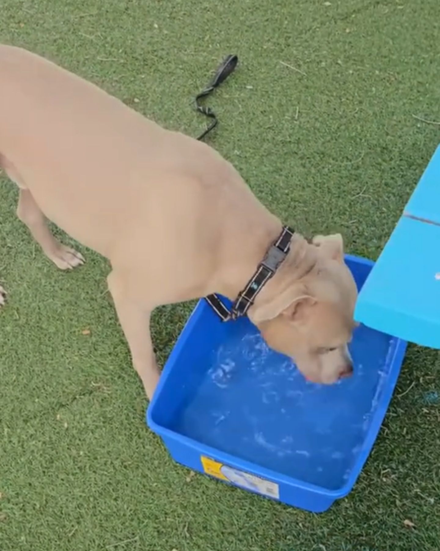 dog drinking a water