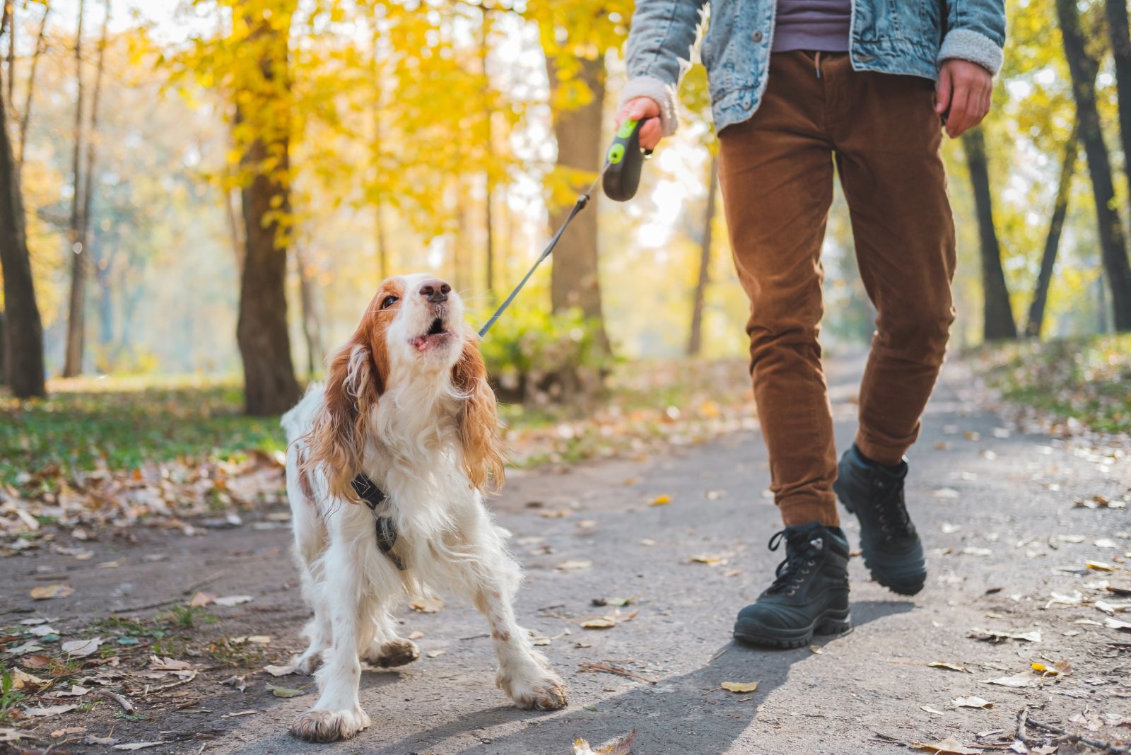 dog tight leash