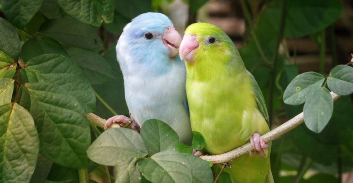 Budgie Vs. Parrotlet: Comparing Small Birds With Big Personalities