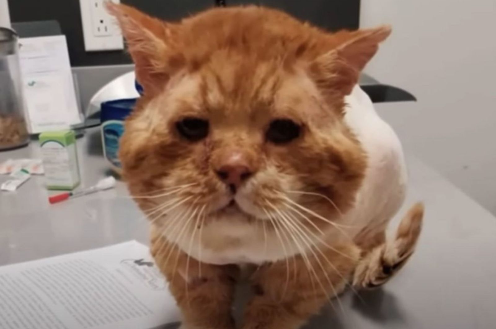 ginger cat at vets