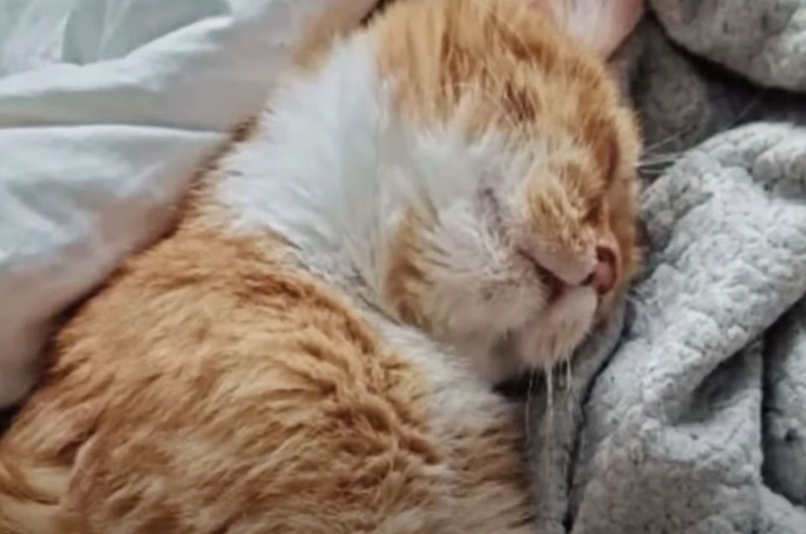 ginger cat sleeping