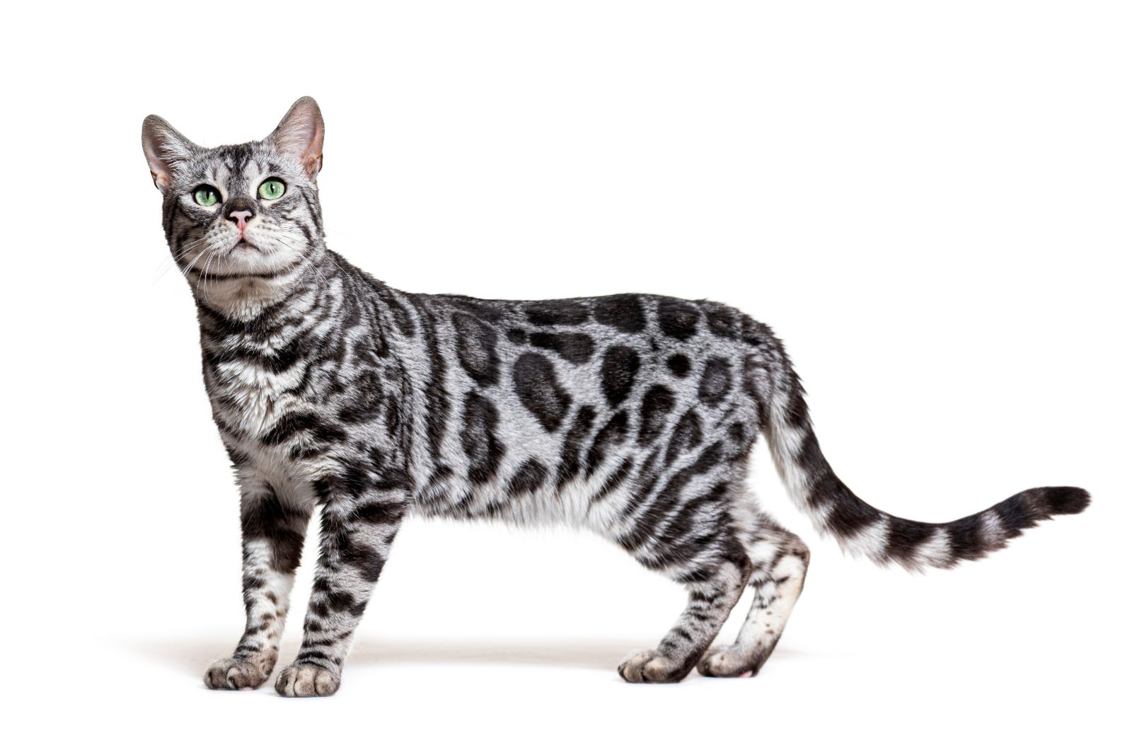 28 Gray And White Cat Breeds We Can't Help But Love (Full List With Pictures)