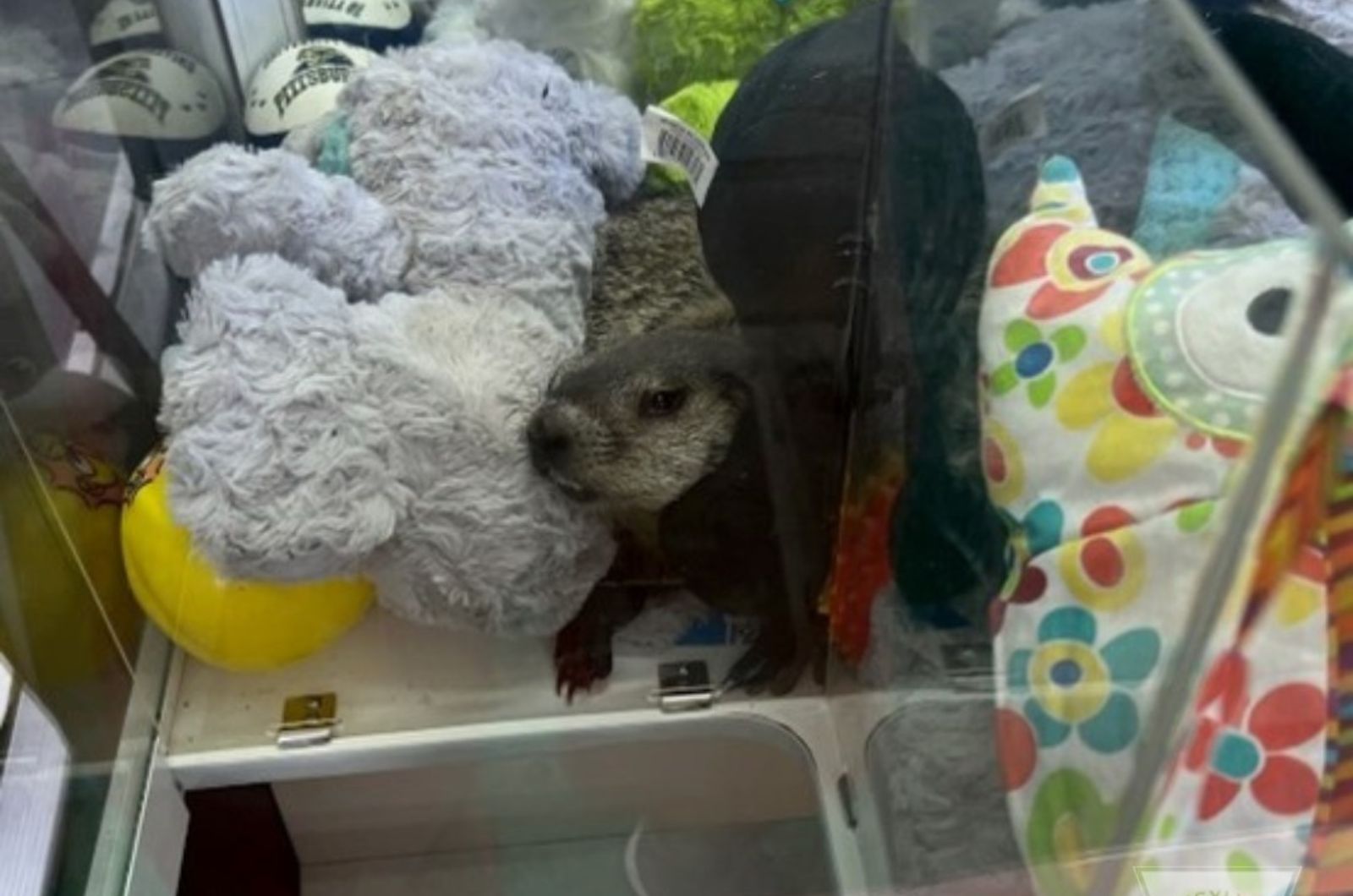 groundhog in claw machine