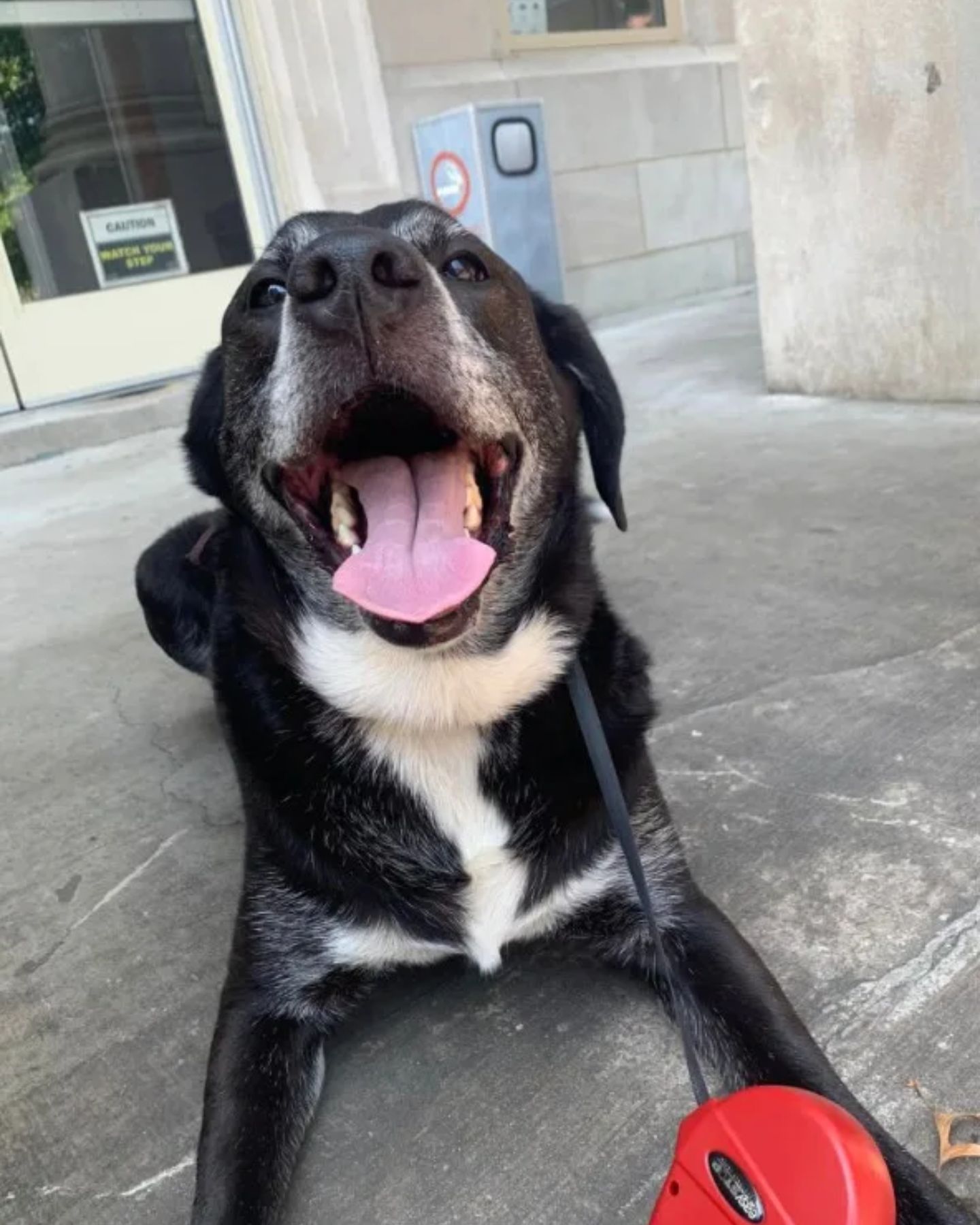 happy black dog