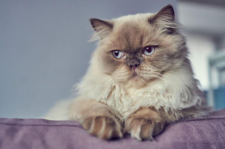 15 Cat Breeds I’d Avoid Having As Pets