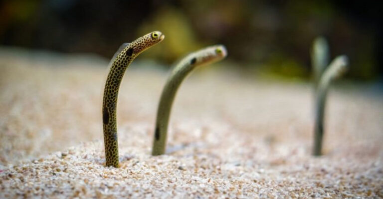 9 Wild Animal Mysteries That Stump North American Scientists