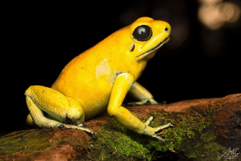 23 Vibrant Frogs And Amphibians That Bring Color To The Wild
