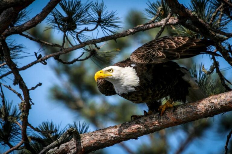 15 Best U.S. States To Spot Bald Eagles In Nature